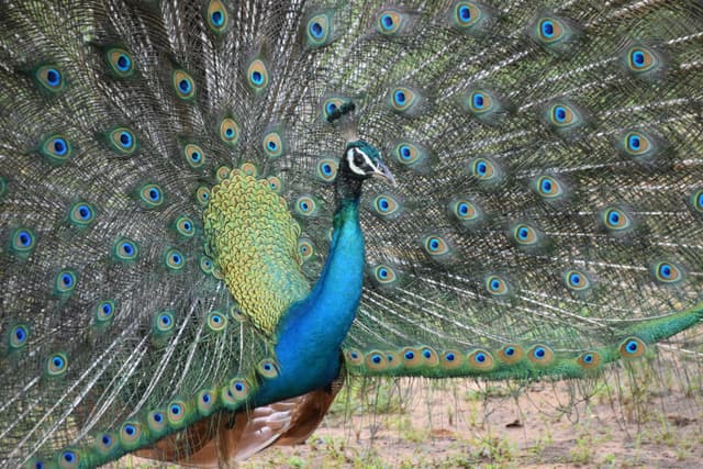 Katharagama Esala Festival Guide: What to Expect and Travel Tips